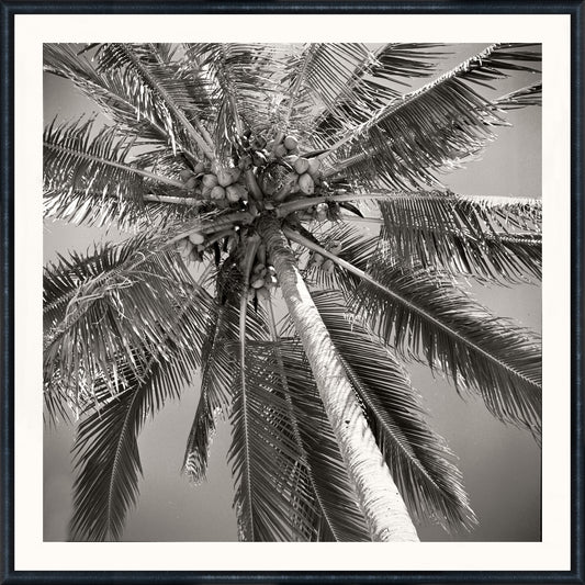 Palm Tree C. 1959