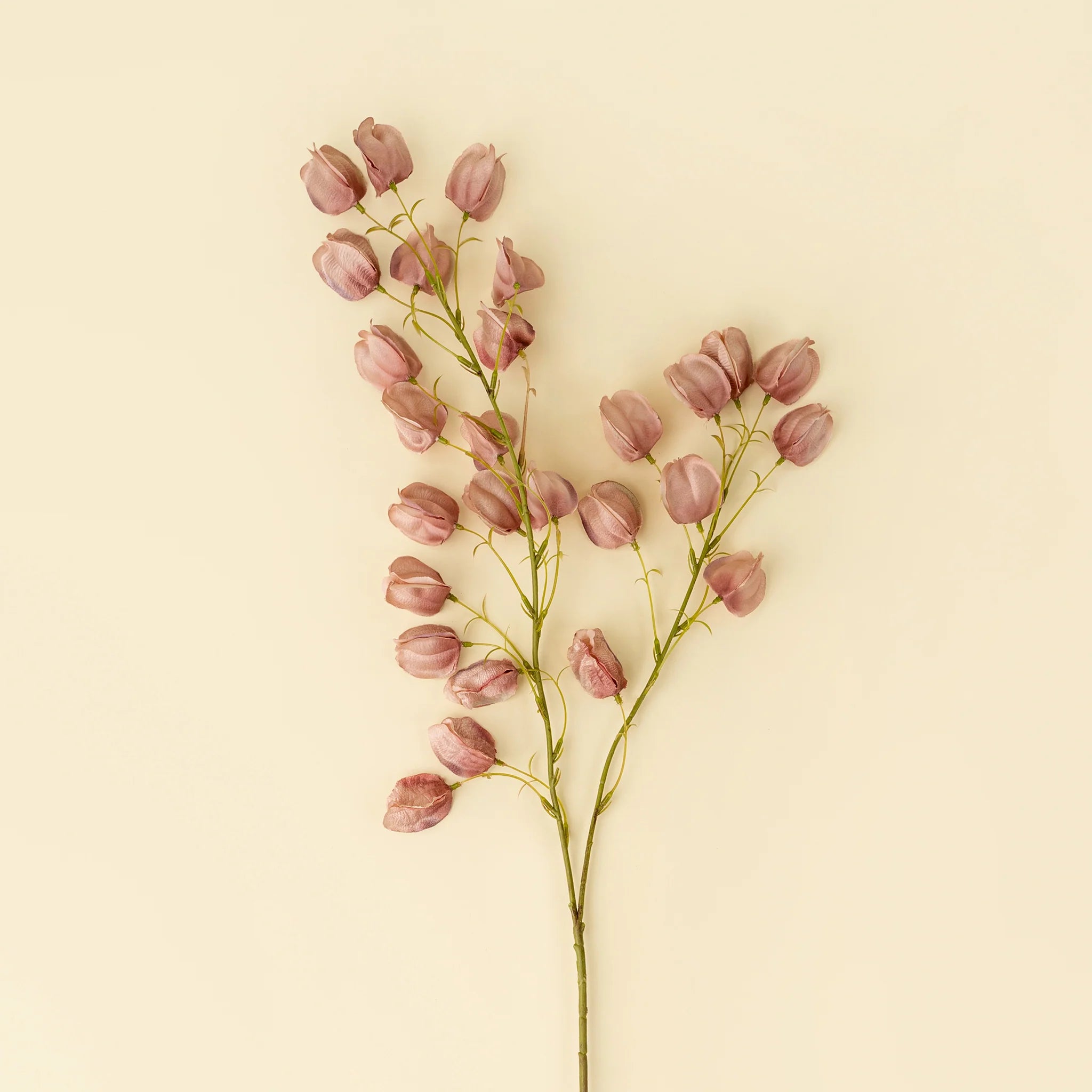 Lantern Flower Stem, Dusty Pink