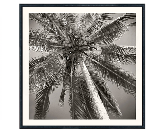 Palm Tree C. 1959