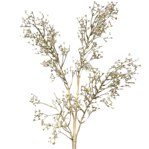 Autumn Branch - Cream