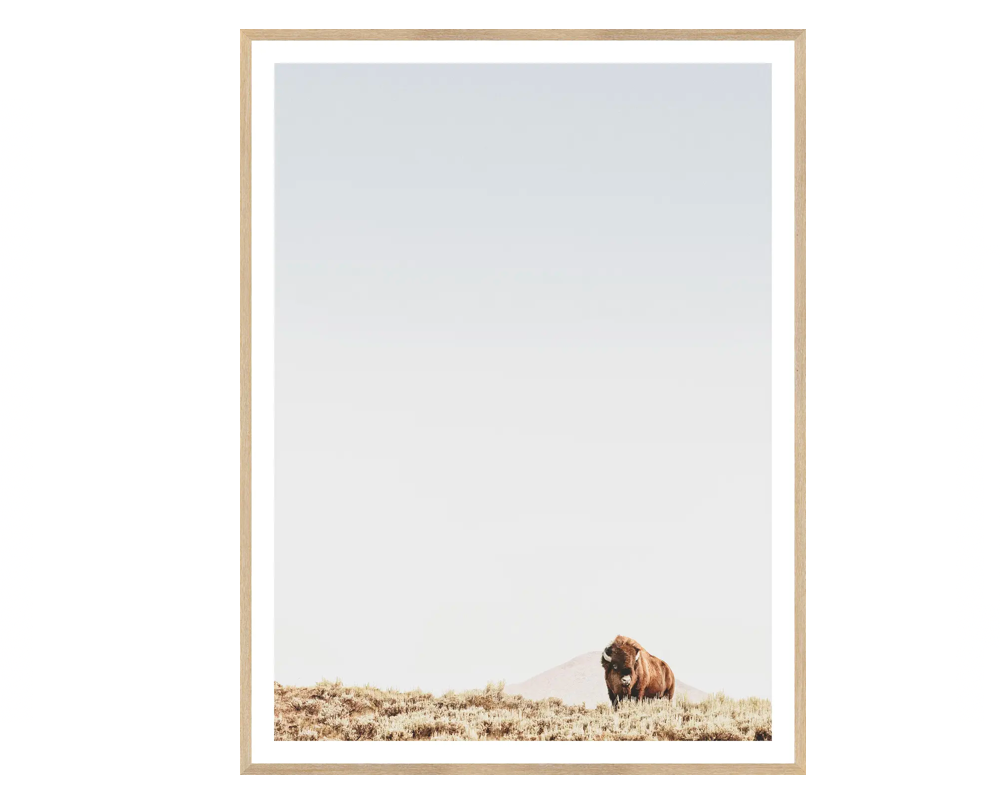 American Buffalo